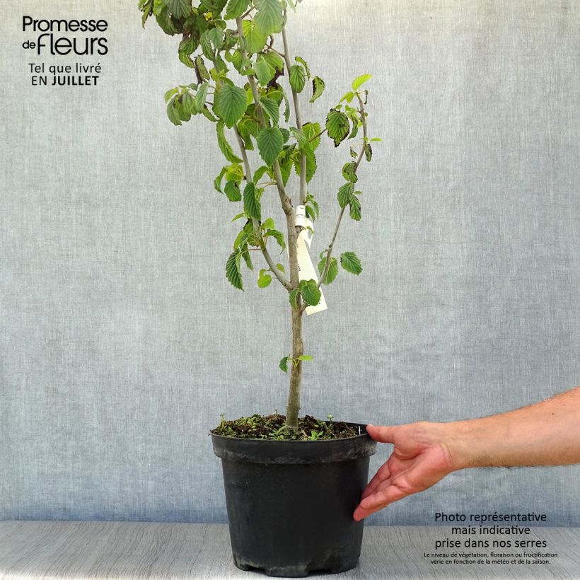 Esemplare di Davidia involucrata - Albero dei fazzoletti Vaso da 7,5L/10L consegnato in estate