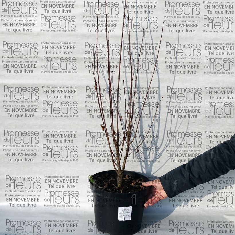 Esempio di esemplare Cercidiphyllum japonicum Rotfuchs - Albero del caramello Vaso da 12L/15L come consegnato