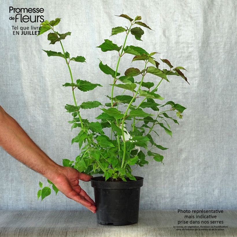 Esemplare di Leycesteria formosa - Caprifoglio himalayano Vaso da 2L/3L consegnato in estate
