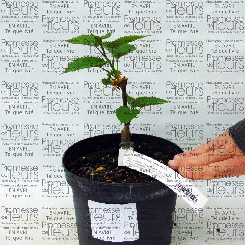 Esempio di esemplare Davidia involucrata Lady Sunshine - Albero dei fazzoletti Vaso da 2L/3L come consegnato