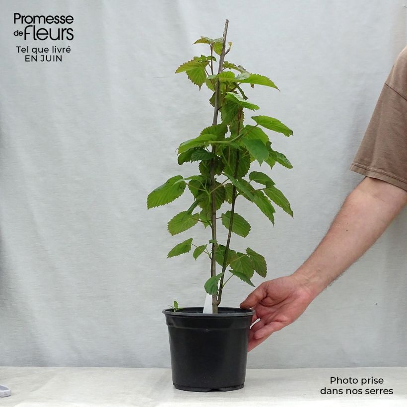 Esemplare di Davidia involucrata - Albero dei fazzoletti Vaso da 4L/5L consegnato in estate