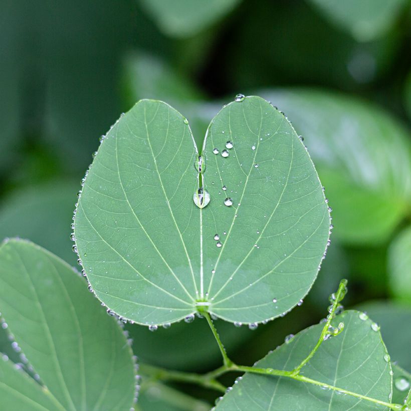 Albero delle orchidee - Bauhinia purpurea (Fogliame)