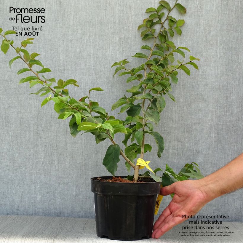 Esemplare di Parrotia persica - Albero pagoda Vaso da 3L/4L consegnato in estate