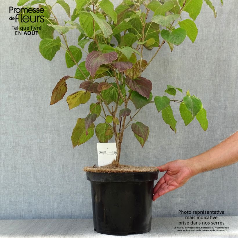 Esemplare di Clerodendrum trichotomum - Clerodendro Vaso da 7,5L/10L consegnato in estate