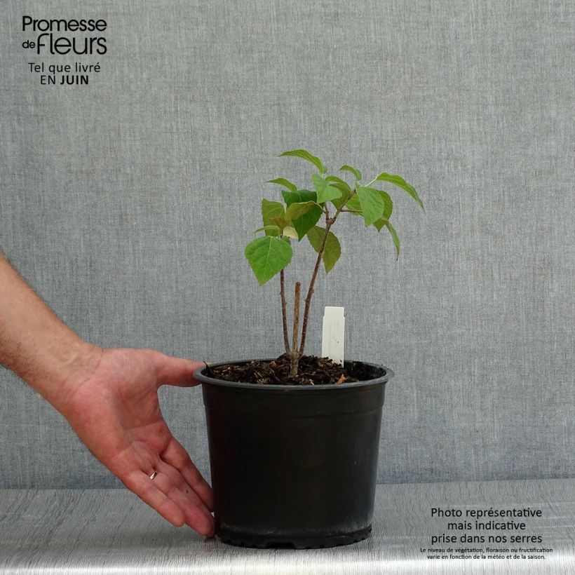 Esemplare di Clerodendrum trichotomum - Clerodendro Vaso da 3L/4L consegnato in estate