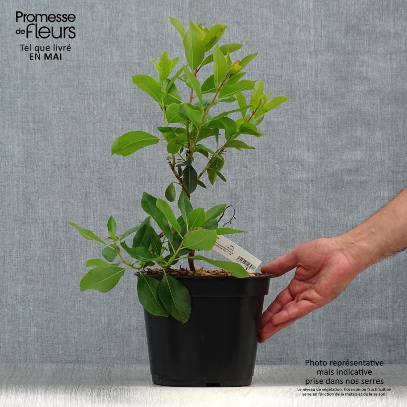 Arbutus andrachne - Corbezzolo greco Vaso da 4L/5L esemplare consegnato in primavera