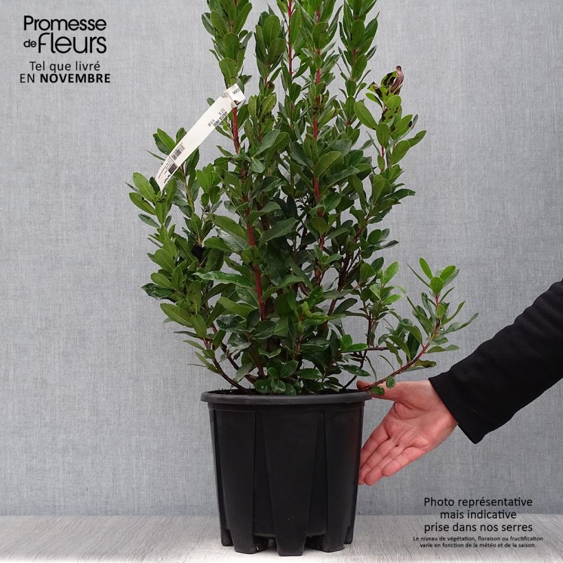 Esemplare di Arbutus unedo - Corbezzolo Vaso da 6L/7L come consegnato in autunno