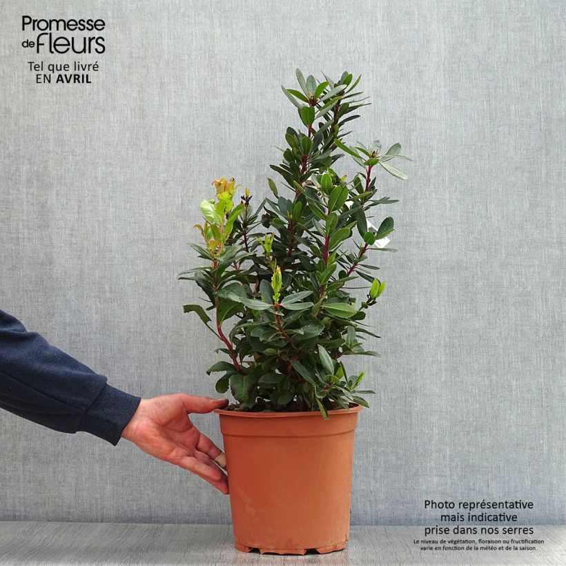 Arbutus unedo - Corbezzolo Vaso da 6L/7L esemplare consegnato in primavera