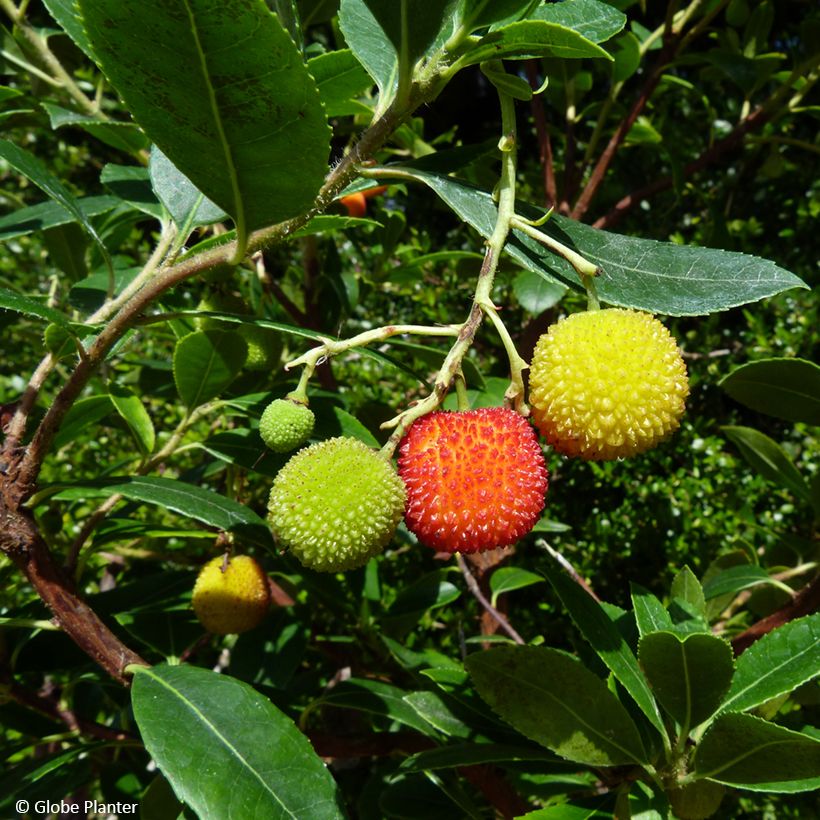 Arbutus unedo Peace and Love - Corbezzolo (Raccolta)