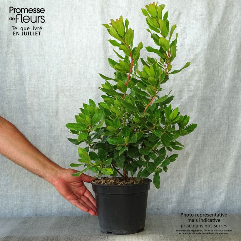 Esemplare di Arbutus unedo Roselily - Corbezzolo rosa Vaso da 3L/4L consegnato in estate