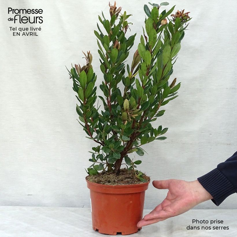 Arbutus unedo Rubra - Corbezzolo Vaso da 3L/4LAltezza consegnata circa 40/50cm esemplare consegnato in primavera