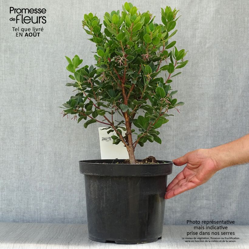 Esemplare di Arbutus unedo Rubra - Corbezzolo Vaso da 7,5L/10L consegnato in estate