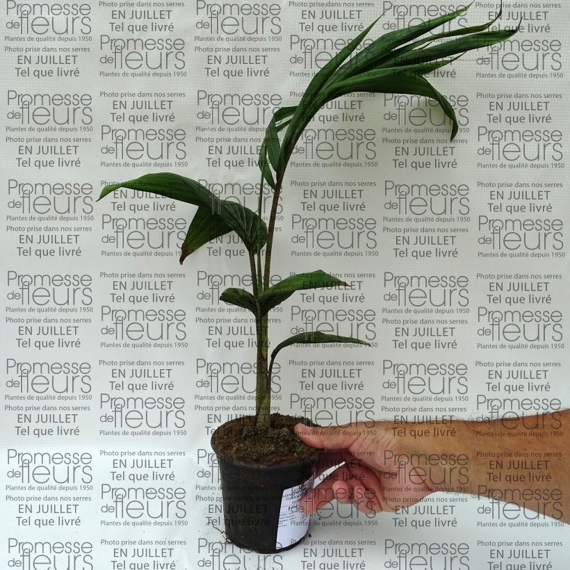 Esemplare di Archontophoenix cunninghamiana - Palma Vaso da Ø 12 cm / 13 cm consegnato in estate