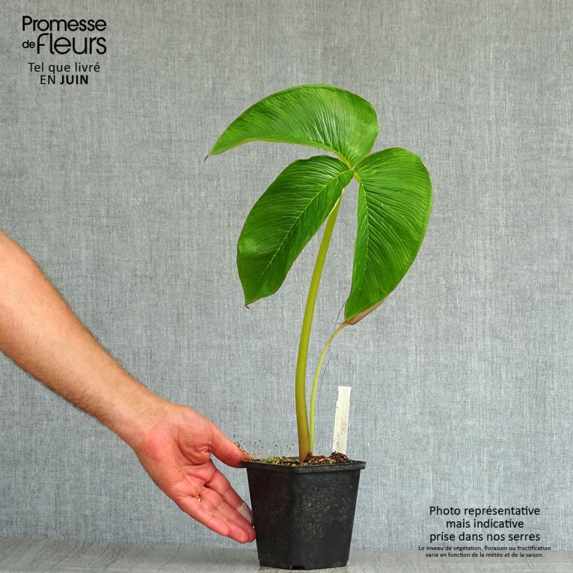Esemplare di Arisaema costatum Vasetto da 8/9 cm consegnato in estate