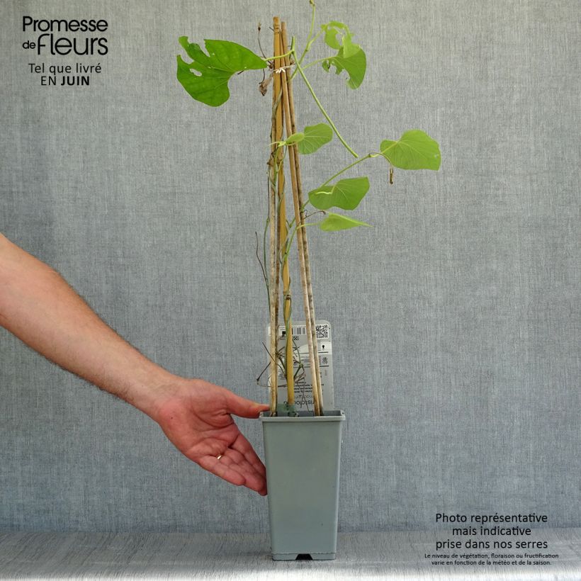 Esemplare di Aristolochia macrophylla Vaso da 1L/1,5L consegnato in estate