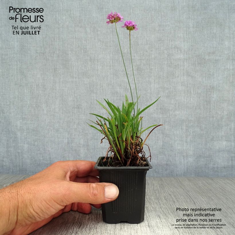 Esemplare di Armeria pseudarmeria Ballerina Lilac Vasetto da 8/9 cm consegnato in estate