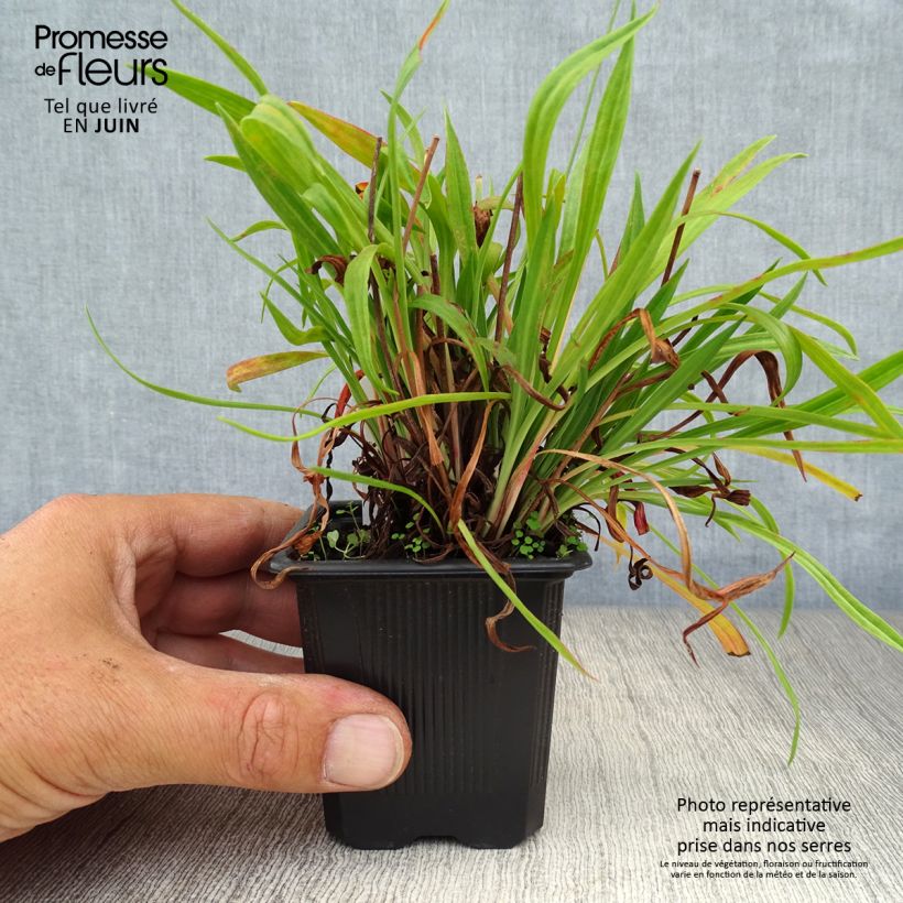 Esemplare di Armeria pseudarmeria Ballerina Red Vasetto da 8/9 cm consegnato in estate