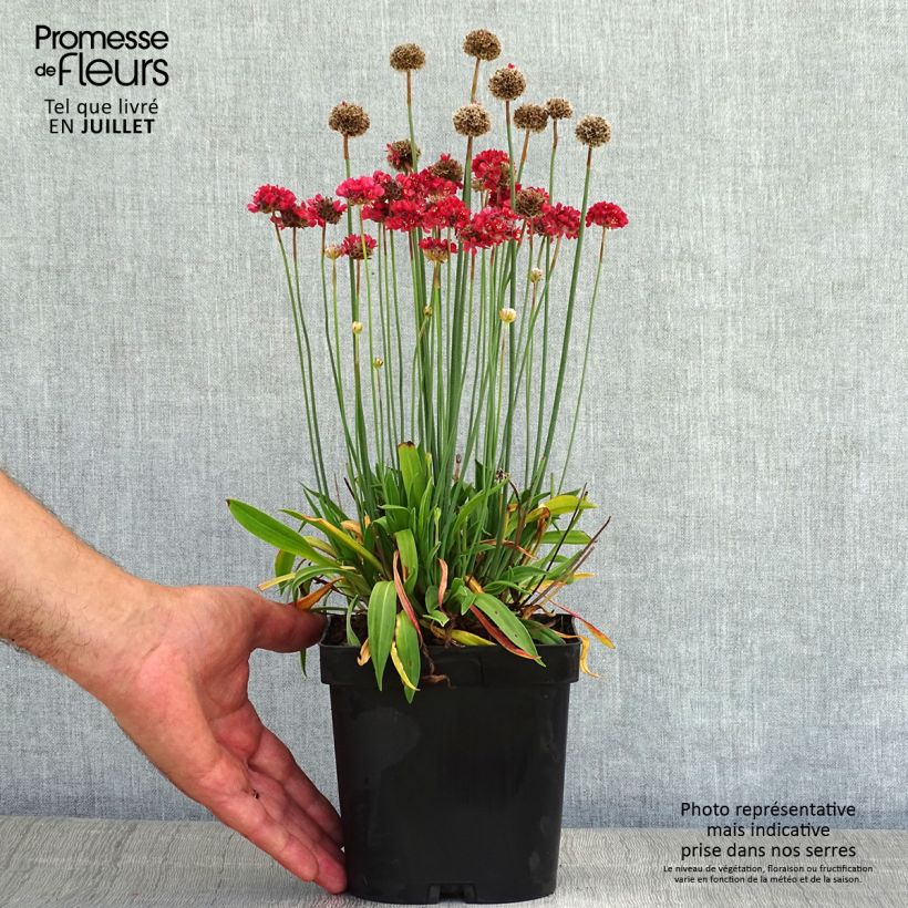 Esemplare di Armeria pseudarmeria Ballerina Red Vaso da 2L/3L consegnato in estate