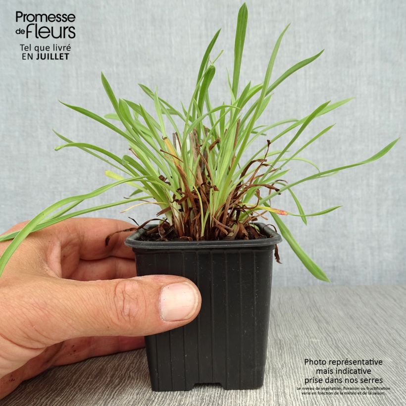 Esemplare di Armeria pseudarmeria Ballerina White Vasetto da 8/9 cm consegnato in estate