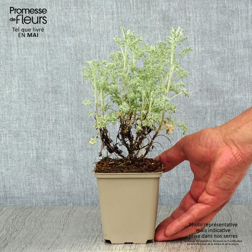 Artemisia arborescens Little Mice - Assenzio arbustivo Vasetto da 8/9 cm esemplare consegnato in primavera