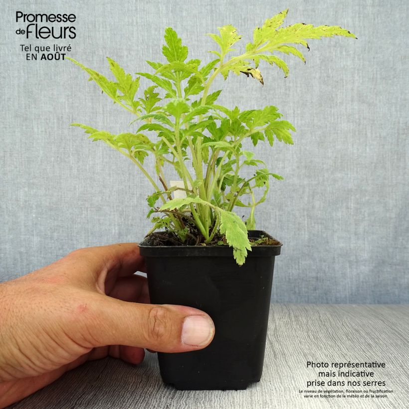 Esemplare di Artemisia lactiflora Vasetto da 8/9 cm consegnato in estate