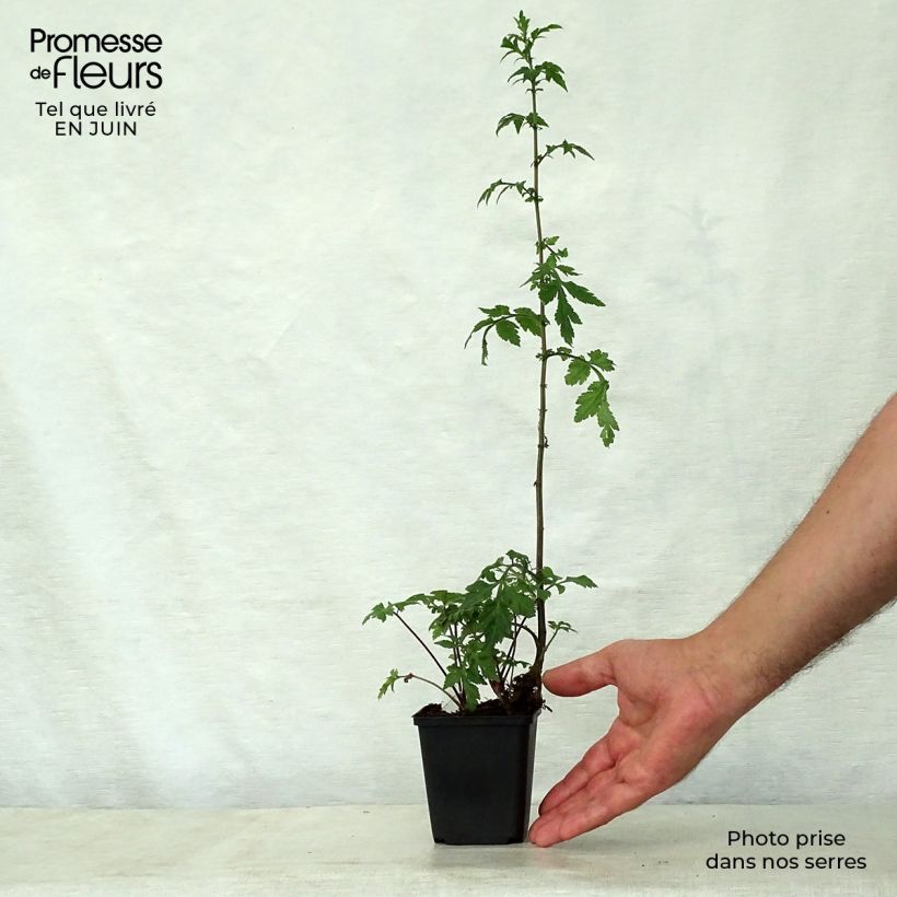 Esemplare di Artemisia lactiflora Guizhou Vasetto da 8/9 cm consegnato in estate