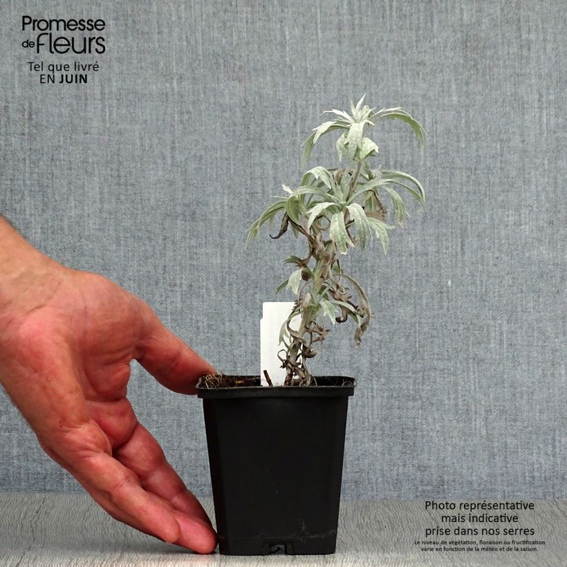 Esemplare di Artemisia ludoviciana Valerie Finnis Vasetto da 8/9 cm consegnato in estate