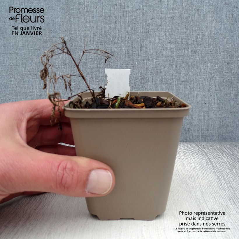 Artemisia pontica - Assenzio pontico Vasetto da 8/9 cm esemplare consegnato in inverno