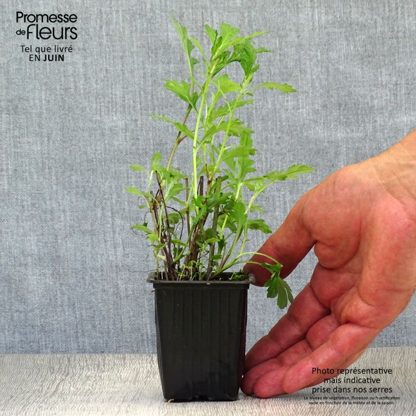 Esemplare di Artemisia comune Vasetto da 7/8 cm consegnato in estate