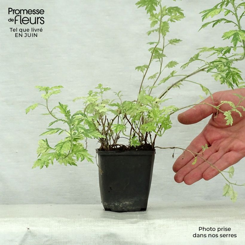 Esemplare di Artemisia vulgaris Oriental Limelight - Assenzio selvatico Vasetto da 8/9 cm consegnato in estate