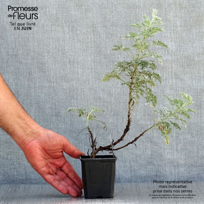 Esemplare di Artemisia arborescens Powis Castle - Assenzio arbustivo Vasetto da 8/9 cm consegnato in estate