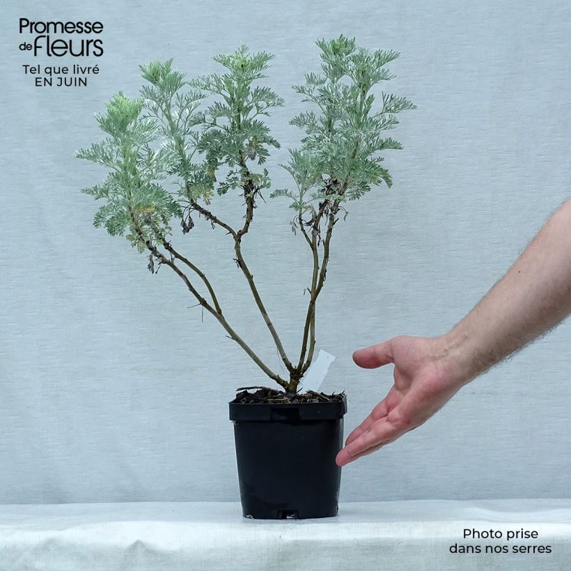Esemplare di Artemisia arborescens Powis Castle - Assenzio arbustivo Vaso da 2L/3L consegnato in estate
