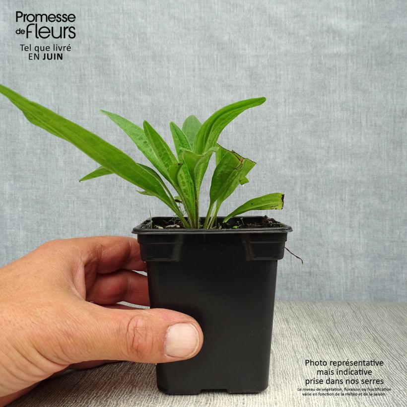 Esemplare di Arnica montana Bio - Arnica Vasetto da 7/8 cm consegnato in estate