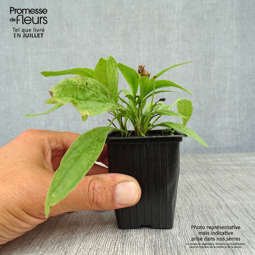 Esemplare di Arnica montana - Arnica Vasetto da 8/9 cm consegnato in estate