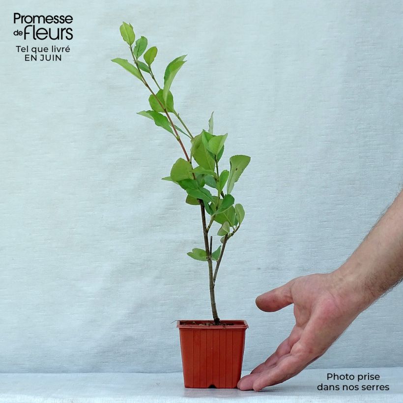 Esemplare di Aronia arbutifolia Brilliant - Aronia Vasetto da 8/9 cm consegnato in estate