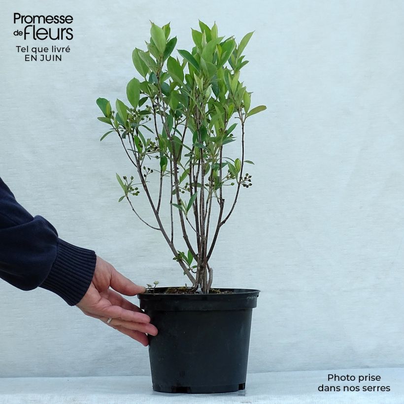 Esemplare di Aronia arbutifolia Brilliant - Aronia Vaso da 2L/3L consegnato in estate