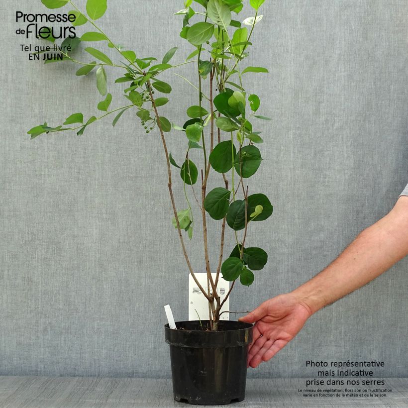 Esemplare di Aronia melanocarpa Autumn Magic - Aronia Vaso da 2L/3L consegnato in estate