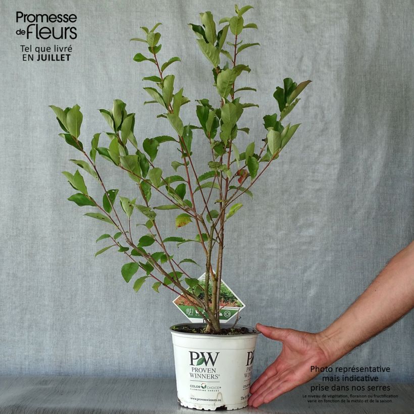 Esemplare di Aronia melanocarpa Revontuli Hedger - Aronia Vaso da 3L/4L consegnato in estate