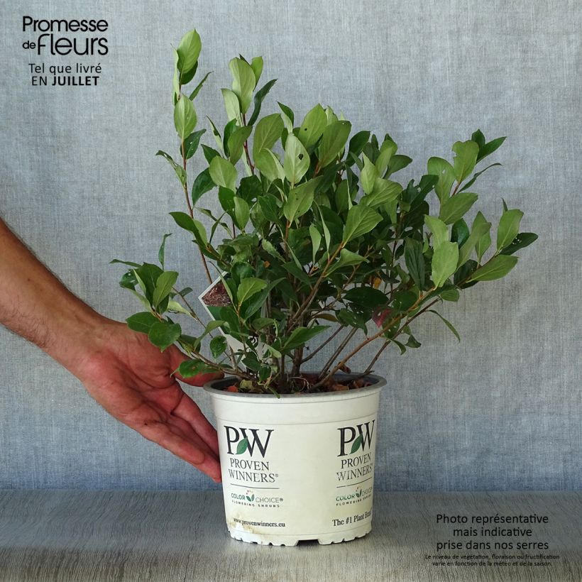 Esemplare di Aronia melanocarpa Revontuli Mound - Aronia Vaso da 3L/4L consegnato in estate