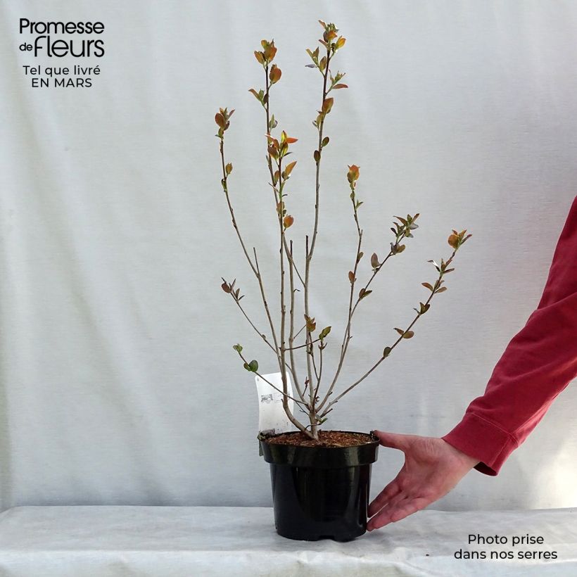 Aronia prunifolia Aron Vaso da 2L/3L esemplare consegnato in primavera