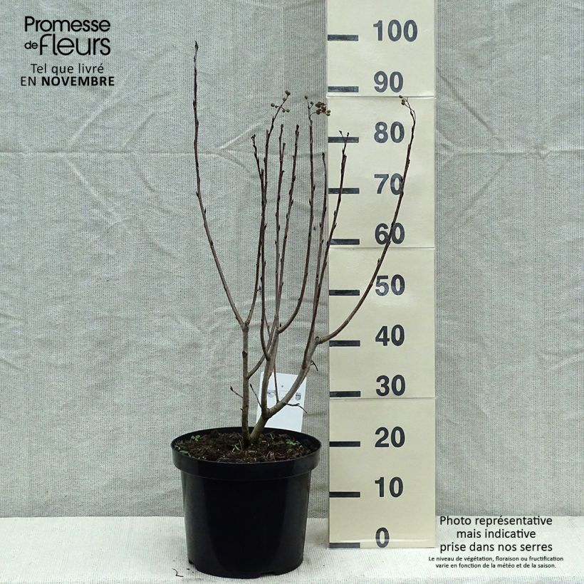 Esemplare di Aronia prunifolia Aron Vaso da 7,5L/10L come consegnato in autunno