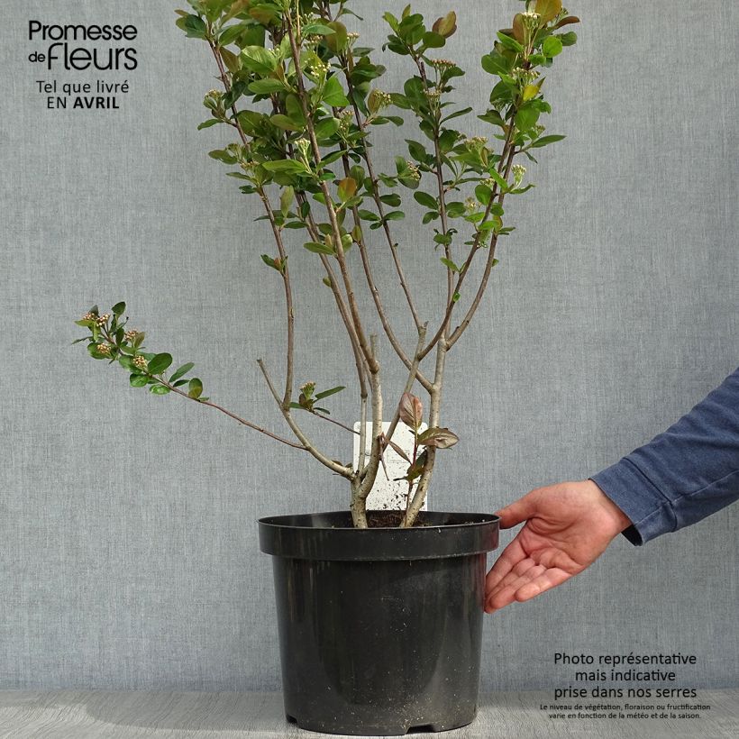 Aronia prunifolia Aron Vaso da 7,5L/10L esemplare consegnato in primavera