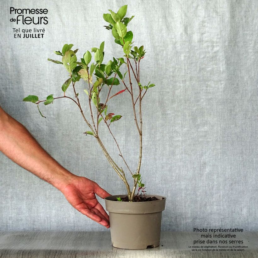 Esemplare di Aronia x prunifolia Nero - Aronia Vaso da 1,5L/2L consegnato in estate