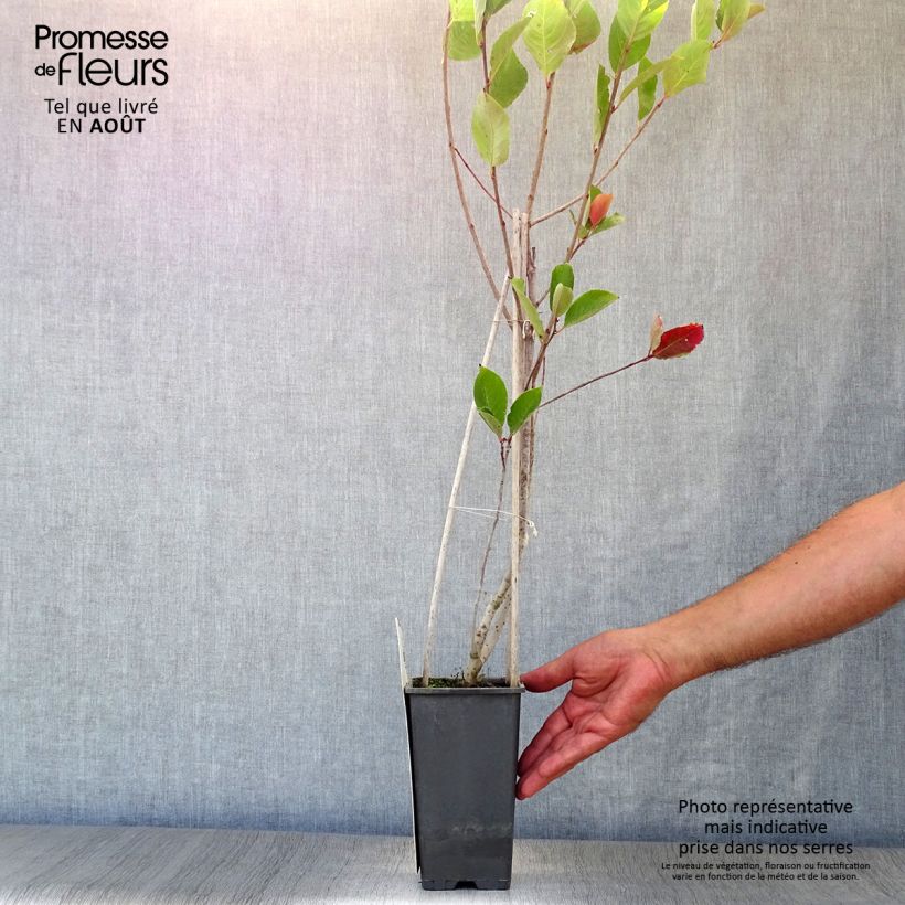 Esemplare di Aronia x prunifolia Viking - Aronia Vaso da 1,5L/2L consegnato in estate