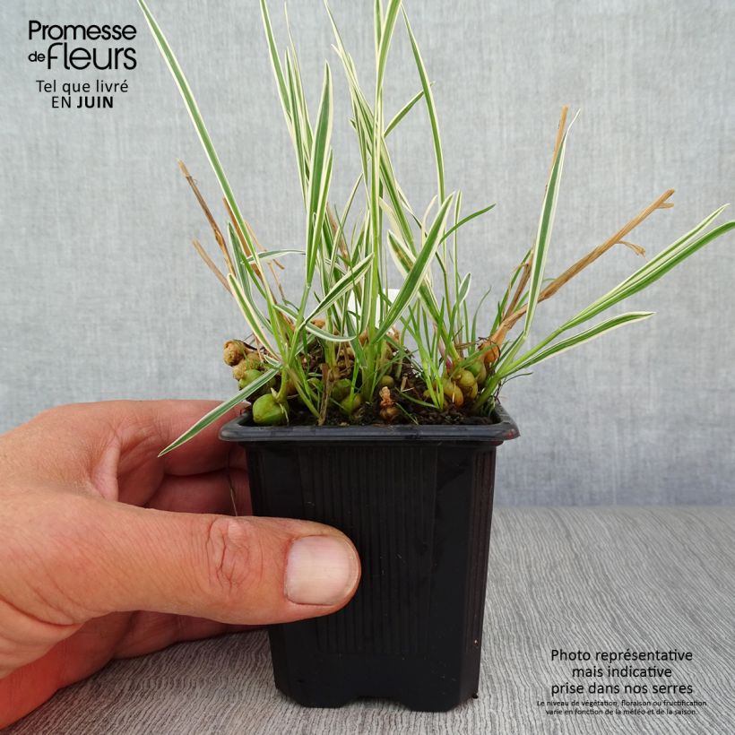 Esemplare di Arrhenatherum bulbosum Variegatum - Avena altissima Vasetto da 8/9 cm consegnato in estate