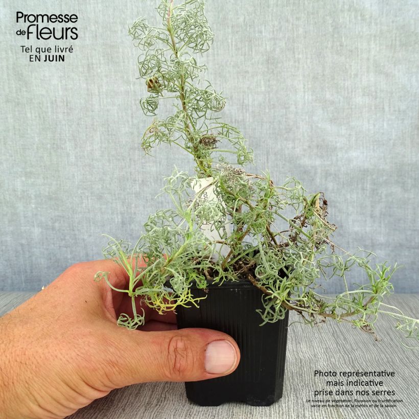 Esemplare di Artemisia alba Canescens - Assenzio maschio Vasetto da 8/9 cm consegnato in estate