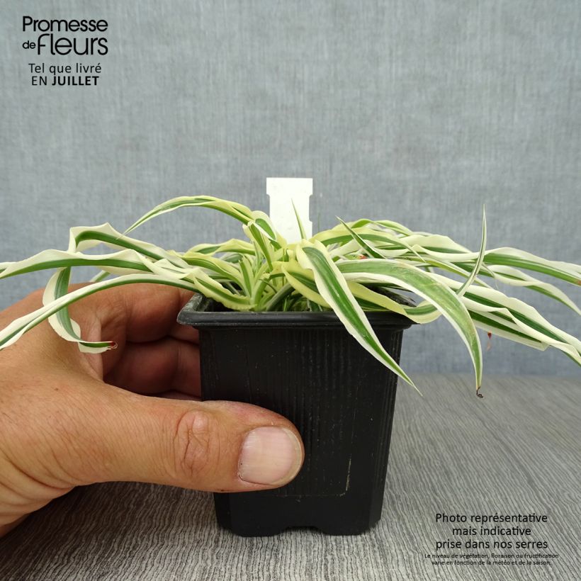 Esemplare di Arthropodium candidum Little Lilia Vasetto da 8/9 cm consegnato in estate