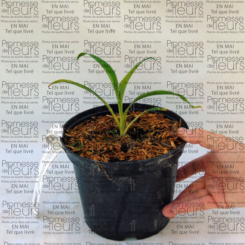 Esempio di esemplare Arthropodium cirratum Vaso da 2L/3L come consegnato