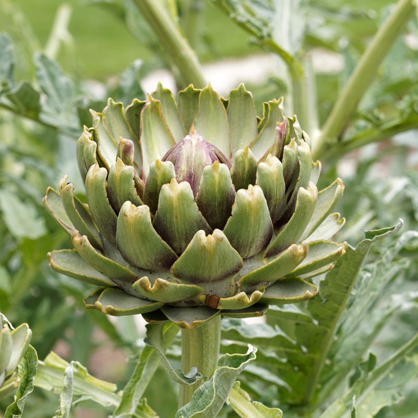 Carciofo Verde di Laon (semi) (Fioritura)