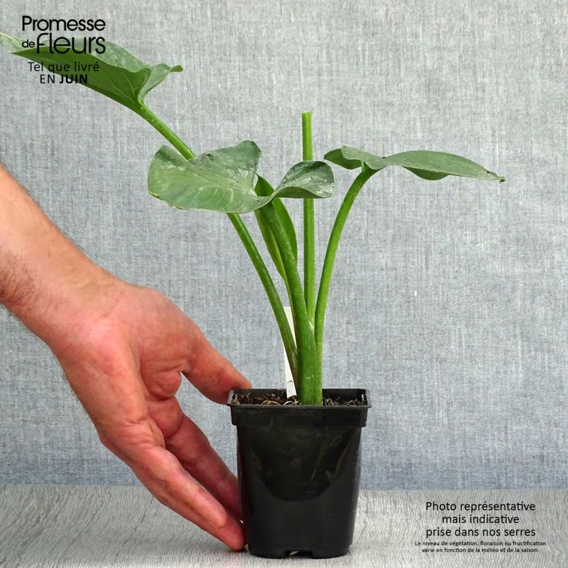 Esemplare di Zantedeschia aethiopica - Calla Vasetto da 8/9 cm consegnato in estate